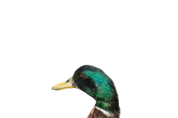 白底野鸭头图片下载