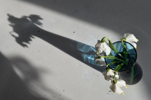 春天的花儿——百合花——一派宁静的气氛。图片下载