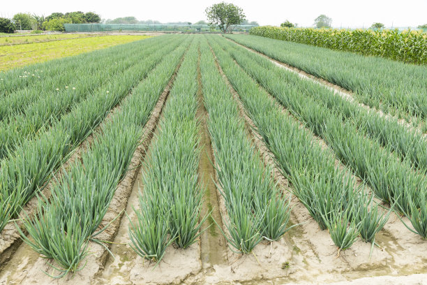 在农田中生长的葱属植物图片下载