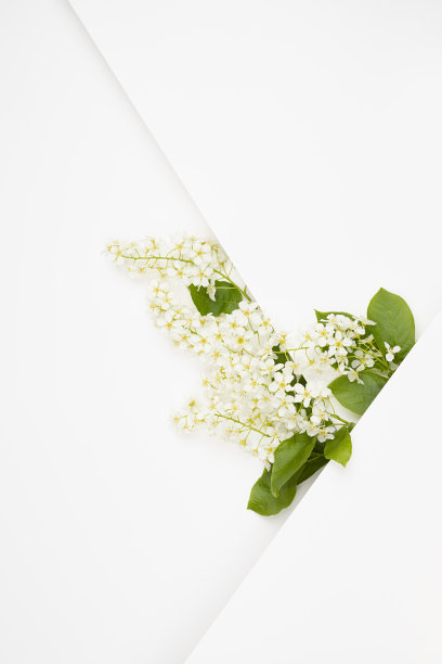 新鲜的花卉背景与白色的鸟樱桃花，绿叶，白色空白几何条纹，平面文字模型的广告，品牌的身份，贺卡在现代风格，垂直。图片下载