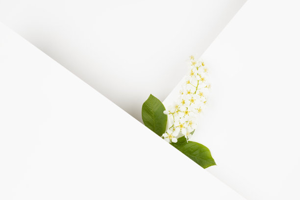 夏天浪漫的花背景与白色的鸟樱桃花，绿叶，白色空白条纹，角，为广告，品牌标识，贺卡在最小的风格文本模型的飞机。图片下载