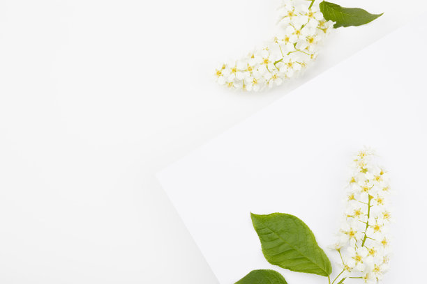 清新的花卉背景与春天白色的鸟樱花，绿叶，白色空白几何平面与角落的文字模型的广告，品牌的身份，贺卡在现代风格。图片下载
