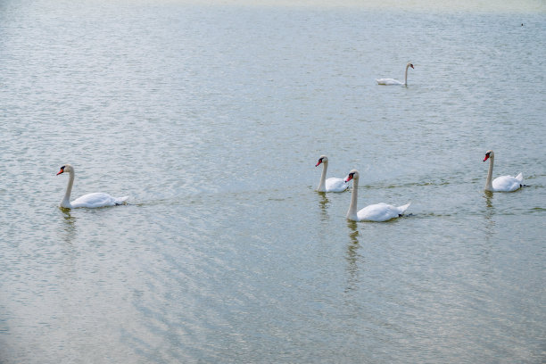 一大群优雅的白天鹅在湖里游弋，天鹅在野外图片下载