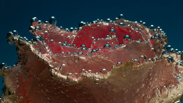 粉红色的玫瑰在水下，水面的花瓣上有气泡图片下载