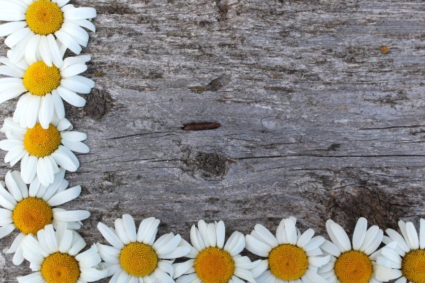 背景洋甘菊花在木制背景与文字空间。图片下载