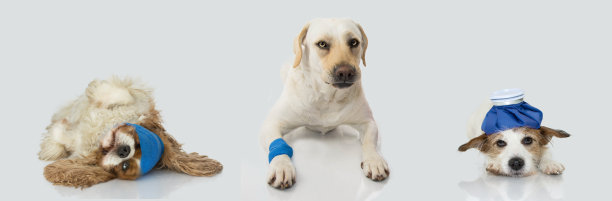 用冰袋和蓝色绷带或橡皮筋包扎三只生病的狗。孤立在灰色背景上图片下载