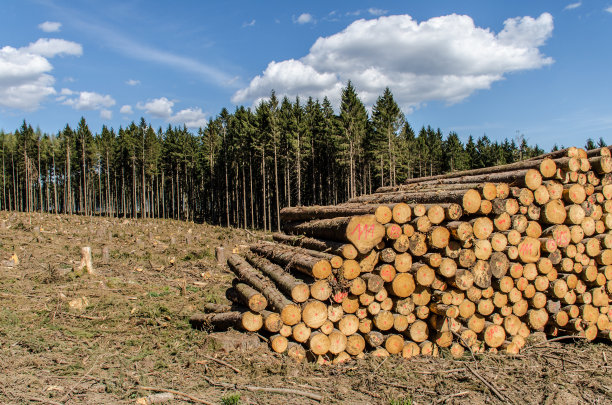 由于干旱和树皮甲虫，陶纳斯的森林遭到破坏图片下载
