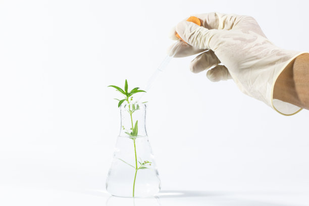 手持具有植物基因工程或生物技术研究概念的试管图片下载