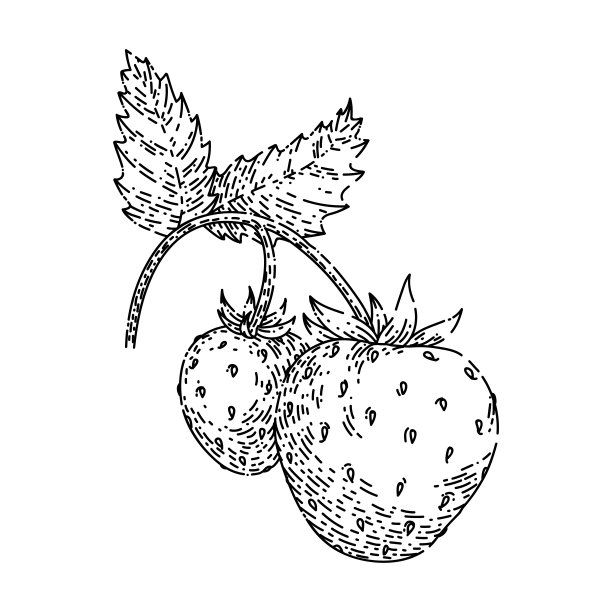 草莓素描手绘矢量图片下载