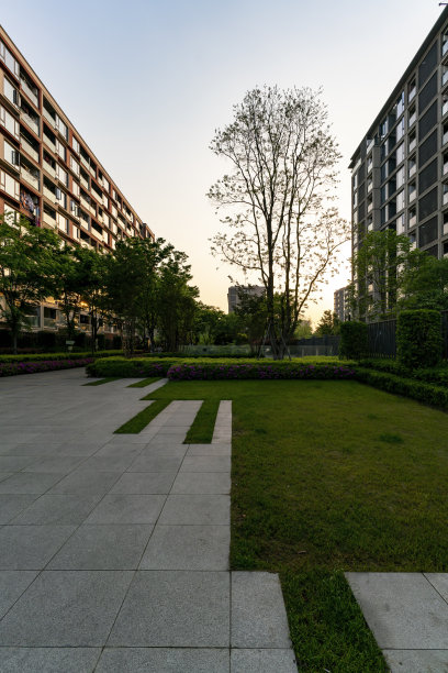 晨光中的大树，矗立在住宅楼之间图片下载