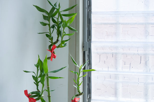 近距离观察幸运竹植物-风水植物对着玻璃窗图片下载