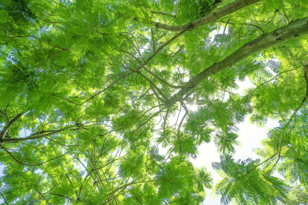 阳光明媚的叶子图片下载