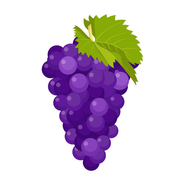 葡萄在白色背景上分离的平面矢量。图片下载