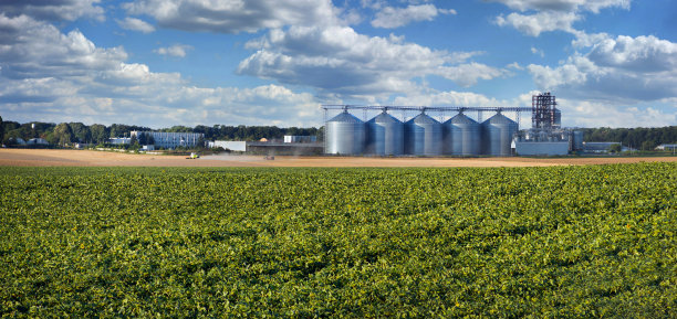 大全景向日葵和小麦的绿色农田附近的储粮罐，收获图片下载