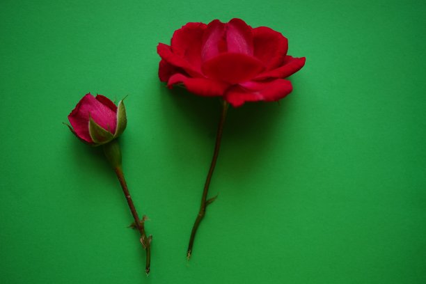 绿色的桌子上有两朵粉红色的玫瑰图片下载