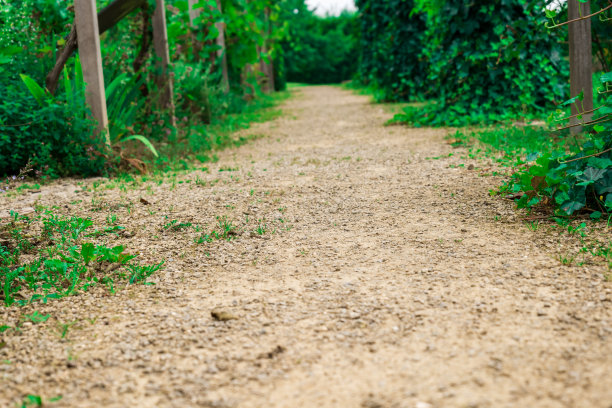 从自然公园的小路上看风景图片下载
