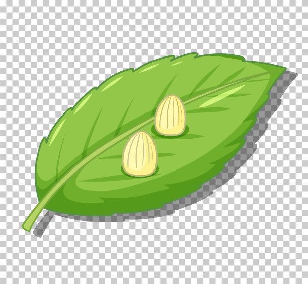 树叶上的蝴蝶卵图片下载