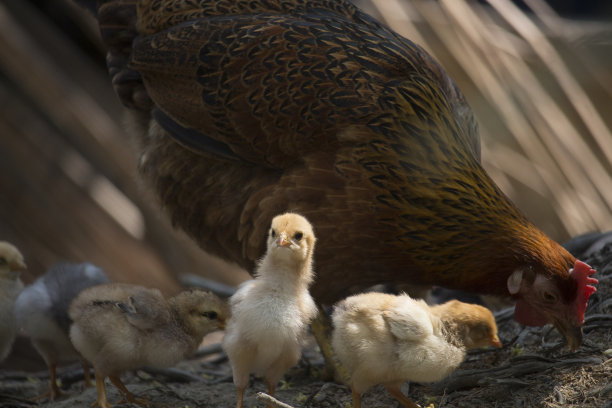 可爱的小鸡宝宝的美丽肖像图片下载