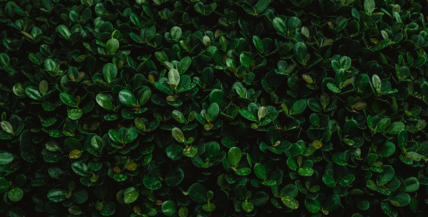 深绿色热带叶群背景全景背景自然概念图片下载