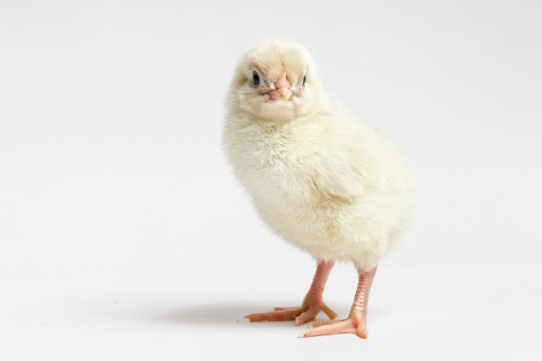 一只黄色的小鸡站在白色的背景上图片下载