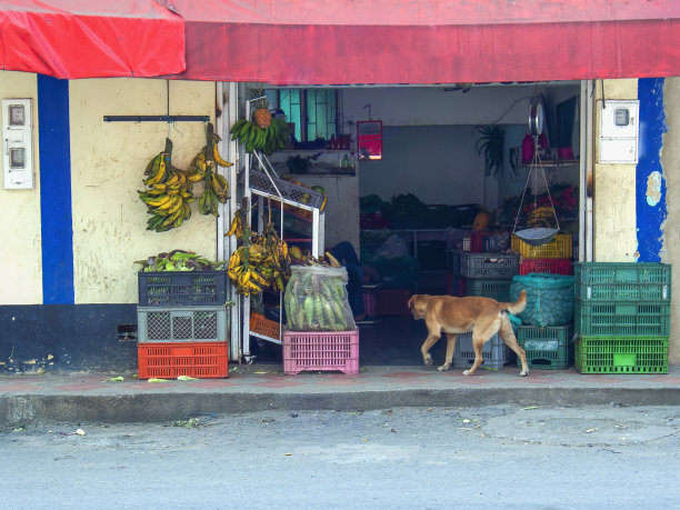 一条流浪狗进入一家非正式的蔬菜店图片下载