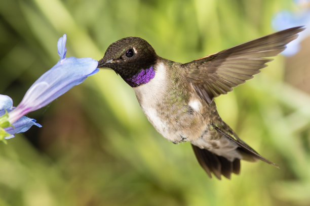 黑下巴蜂鸟在蓝色花朵中寻找花蜜图片下载