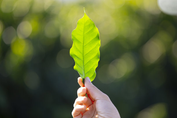 手拿着青咖啡叶图片下载
