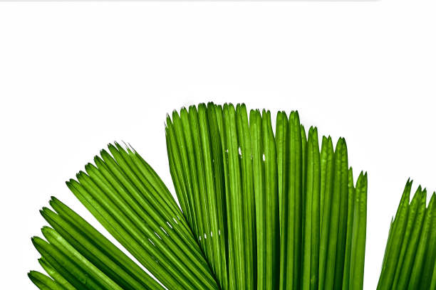 绿色的热带树叶孤立在白色背景与文字空间图片下载