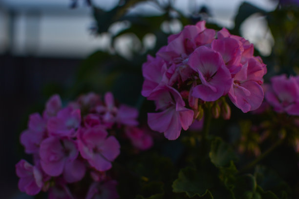 薰衣草天竺葵图片下载