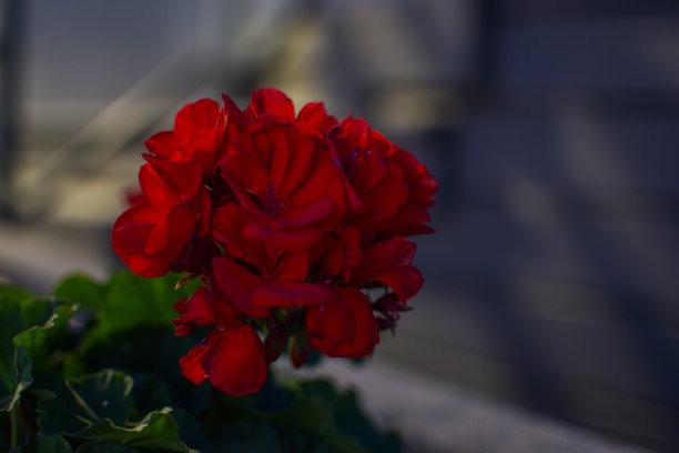 花园天竺葵图片下载