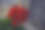 花园天竺葵图片下载