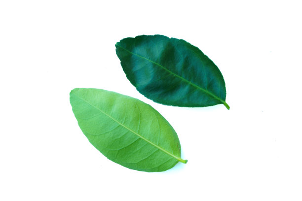 青柠叶前后叶绿色，叶片细长，细长，边缘锯齿状，类似橙色叶。图片下载