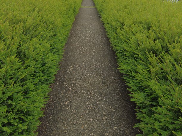 小通路通过(叶下香)鼠尾植物图片下载