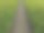 小通路通过(叶下香)鼠尾植物图片下载