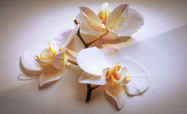 棕色背景上的大型白色兰花图片下载