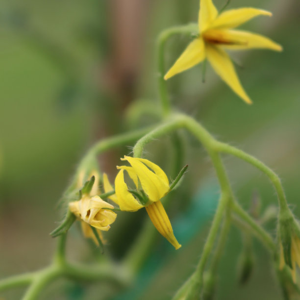 菜园子里的开花番茄图片下载