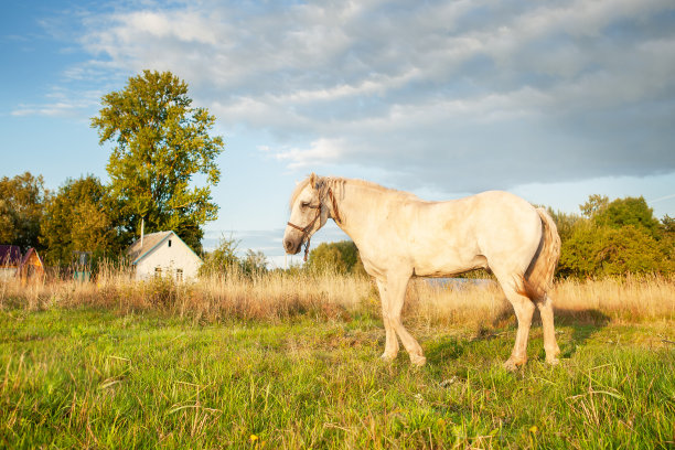 一匹白马在日落时分的草地上吃草。图片下载