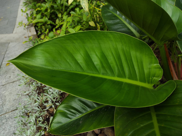 喜林芋erubescens图片下载