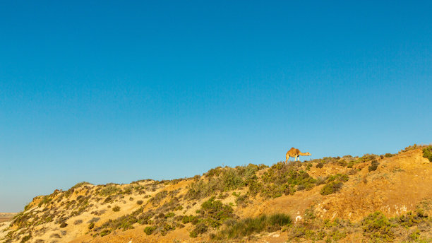 沙漠中的小山上的骆驼图片下载