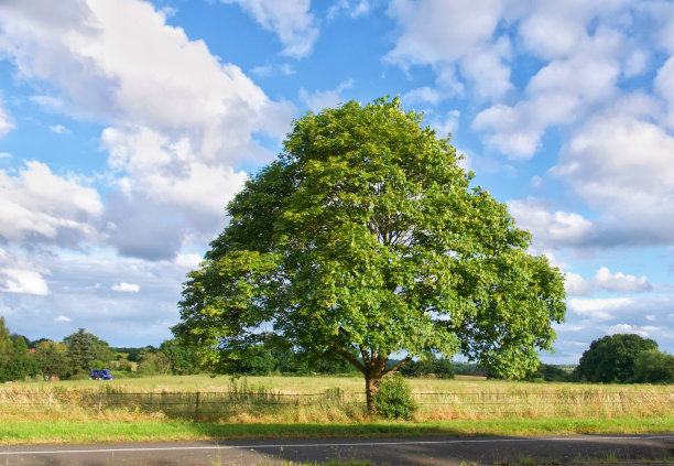 路边的树图片下载