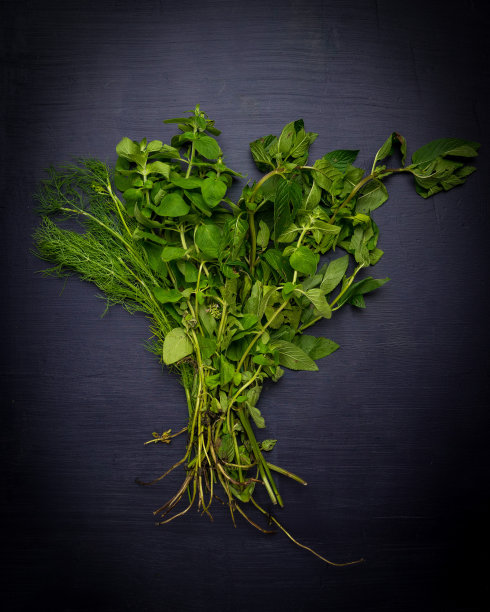 草本植物图片下载