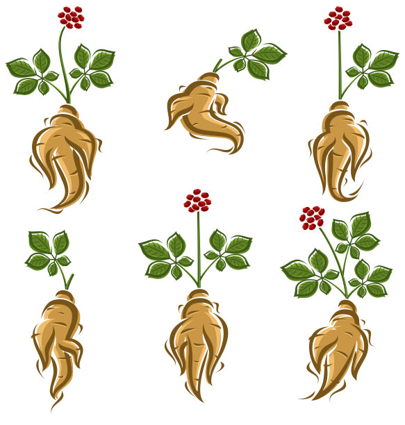 红参。收藏图标红参。向量图片下载