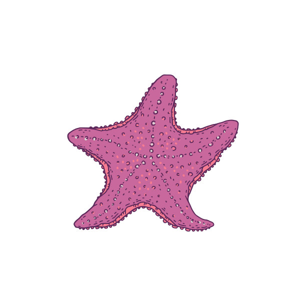 海星野生海洋动物软体动物图片下载