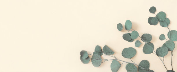 米色背景上的桉树枝。文本。绿色的桉树叶子孤立在中性色。植物的布局。水平横幅模型。尤加利甘尼银滴。平铺俯视图图片下载
