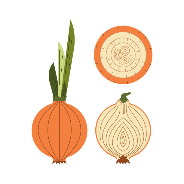 橙色的洋葱图片下载