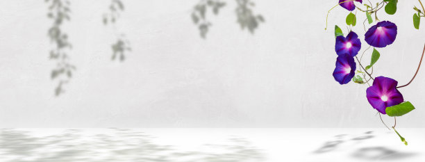 空旷的白色房间，在阳光和阴影下爬满夏花(牵牛花)，以复制空间作为产品展示概念图片下载