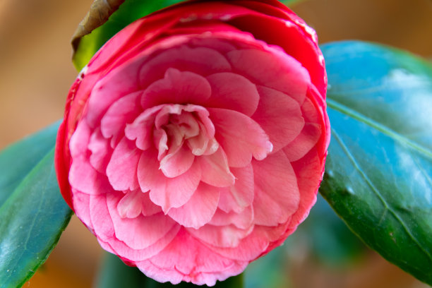 红花茶花(日本茶花)图片下载