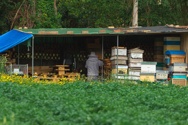 养蜂人的工作场所。图片下载