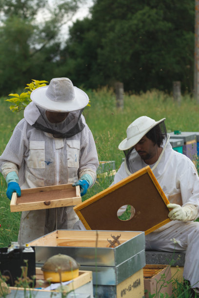 一对养蜂人正在放置蜂巢架。垂直图片下载