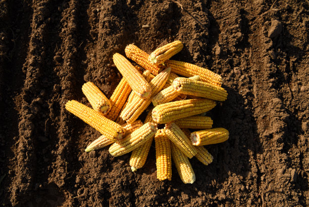 玉米黄色背景。玉米或甜玉米。在农场的玉米田。收获季节与农业理念。图片下载